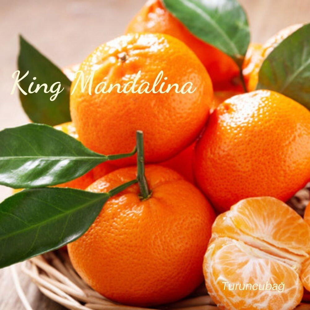 M.MANDALINA KING